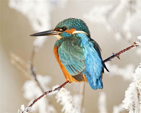  Eisvogel – Ein farbenfroher Jäger mit scharfem Blick und federleichten Flügen!