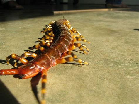 Euechiniscus: Ein Mikro-Riese Mit Tausend Beinen - Entdeckung der Faszinierenden Welt Unter Dem Mikroskop!