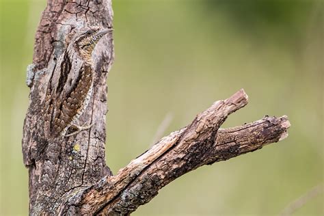  Lima Schnecke: Ein Meister der Tarnung mit einer Vorliebe für feuchte Dünen!