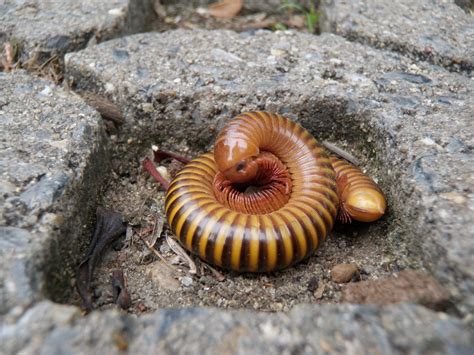  Polydesmus! Eine faszinierende Studie über das Zusammenspiel von Panzerung und Geschmeidigkeit in der Welt der Tausendfüßler