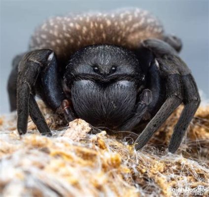  Tarantulas: Eine Studie über die faszinierenden Spinnen mit Samtpfoten und einem appetitlichen Hunger auf Insekten!