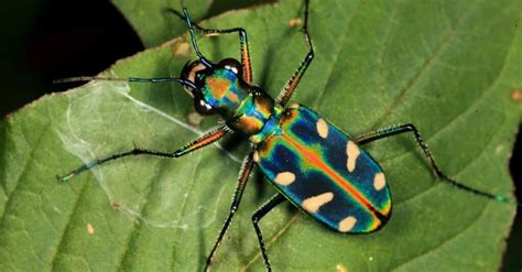  Tigerkäfer: Erkunden Sie die faszinierende Welt dieser farbenfrohen Insekten-Meister!