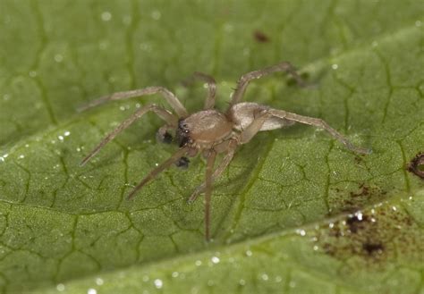  Clubionidae - Eine Familie der Jäger mit außergewöhnlicher Tarnung!