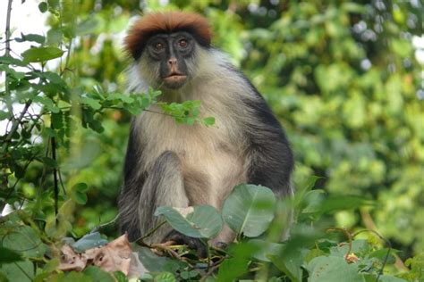  Colobus! Ein seltener Anblick – Die flinken, baumliebenden Blätterfresser Afrikas