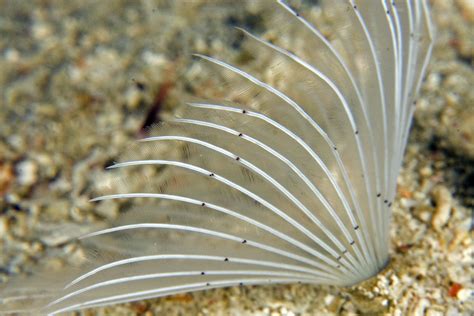  Fanworm: Ein faszinierender Bewohner des Meeresbodens mit federartigen Kiemen, die wie ein elegantes Kleid um seinen Körper fließen!