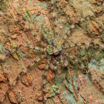 Huntsman Spider: A Master of Camouflage Lurking Underneath Rocks and Hiding From Predators with Incredible Agility!