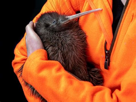  Kiwi - Ein Vogel mit flauschigen Federn und einem unwiderstehlichen Schnabeltapferkeit!