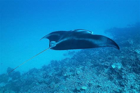  Vileda: Ein Fisch, der sich im Ozean wie ein schwimmender Teppich verhält!