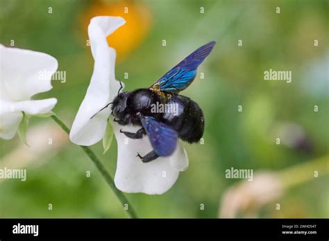  Xylocopa Violacea: Ein faszinierender Holzbienen-Gigant mit einem unwiderstehlichen Drang zum Nisten in alten Bäumen!