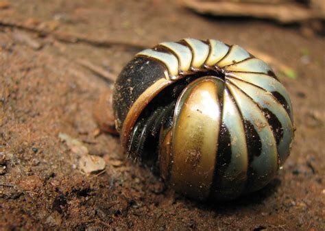  Zebra pill millipede: Ein faszinierendes Insekten-Wunder mit einer beeindruckenden Panzerung und erstaunlichen Fortbewegungstechniken!