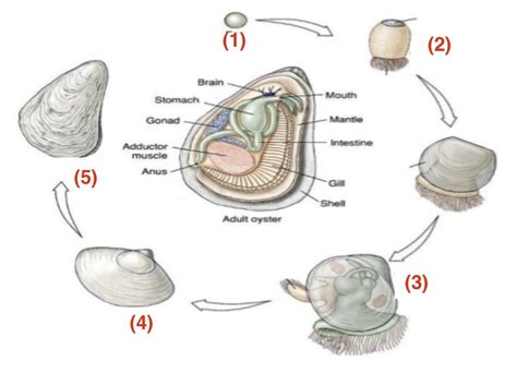  Zoogonus - Ein parasitärer Alleskönner, der den Lebenszyklus einer Auster zum Tanz macht!